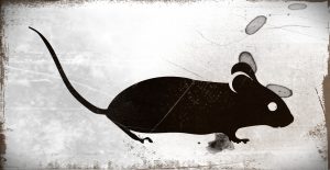 sonhar com rato preto grande ou pequeno significados e simbologias
