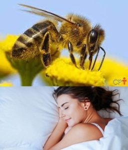 sonhar com abelhas atacando, livro dos sonhos 