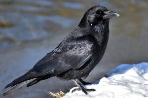 Sonhar com pássaro preto, significados